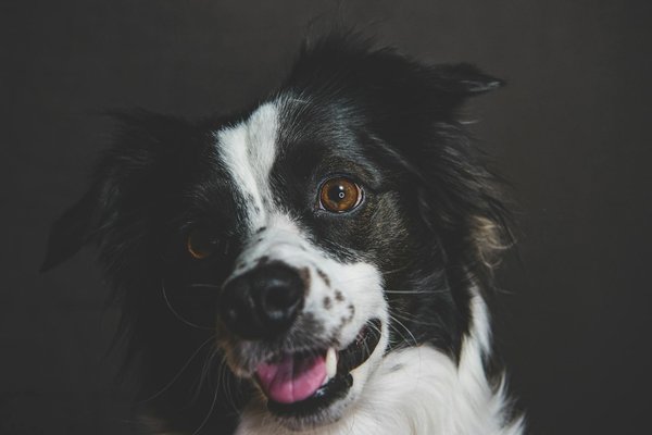 Conseils en éducation et comportementalisme canin : clés du succès